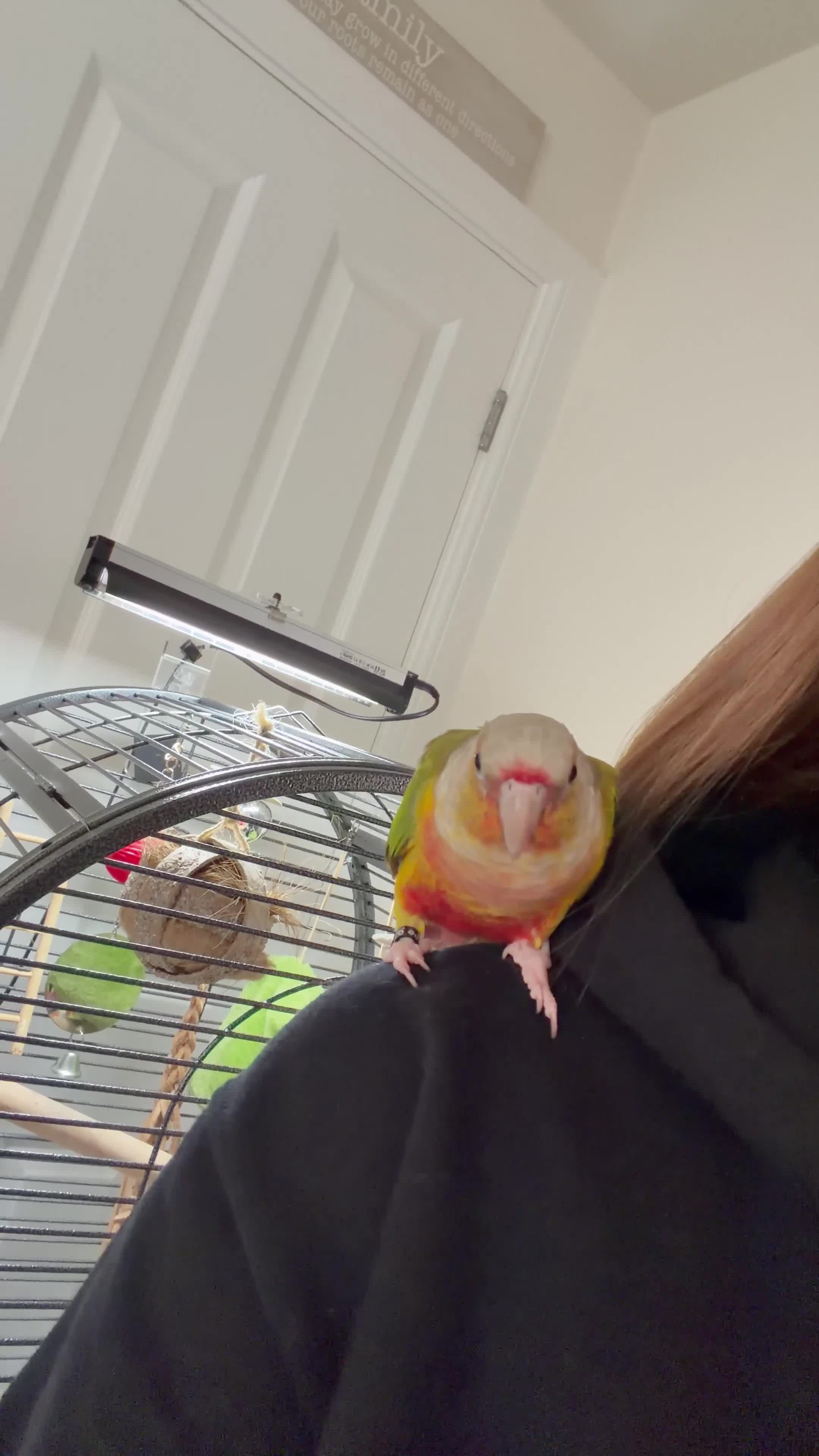 Conures birds for sale: Green Cheek Conure for sale 11months old £850 - Video 2