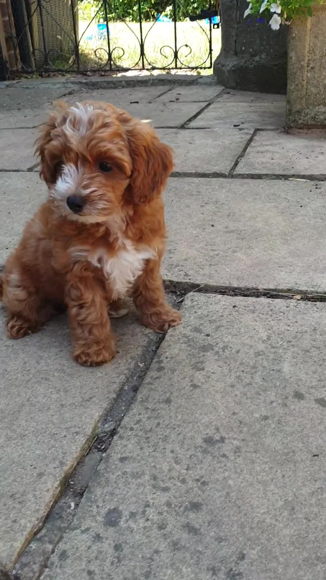 Coton De Tulear dogs for sale: F1bb Cotonoodle from heath tested parents - Video 1