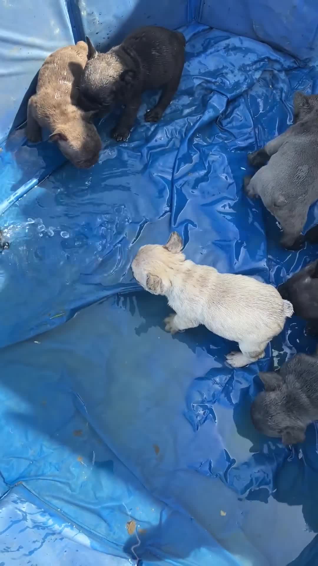 French Bulldog dogs for sale: KC French Bulldog - One Left Chocolate - Video 3