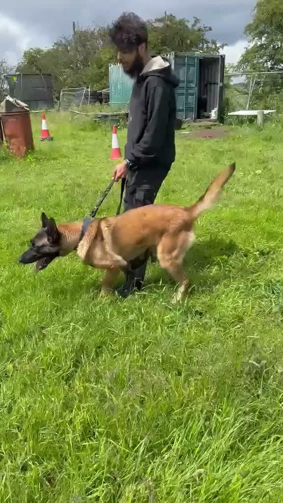 Belgian Shepherd Dog dogs for sale: Belgian Mali - Video 2