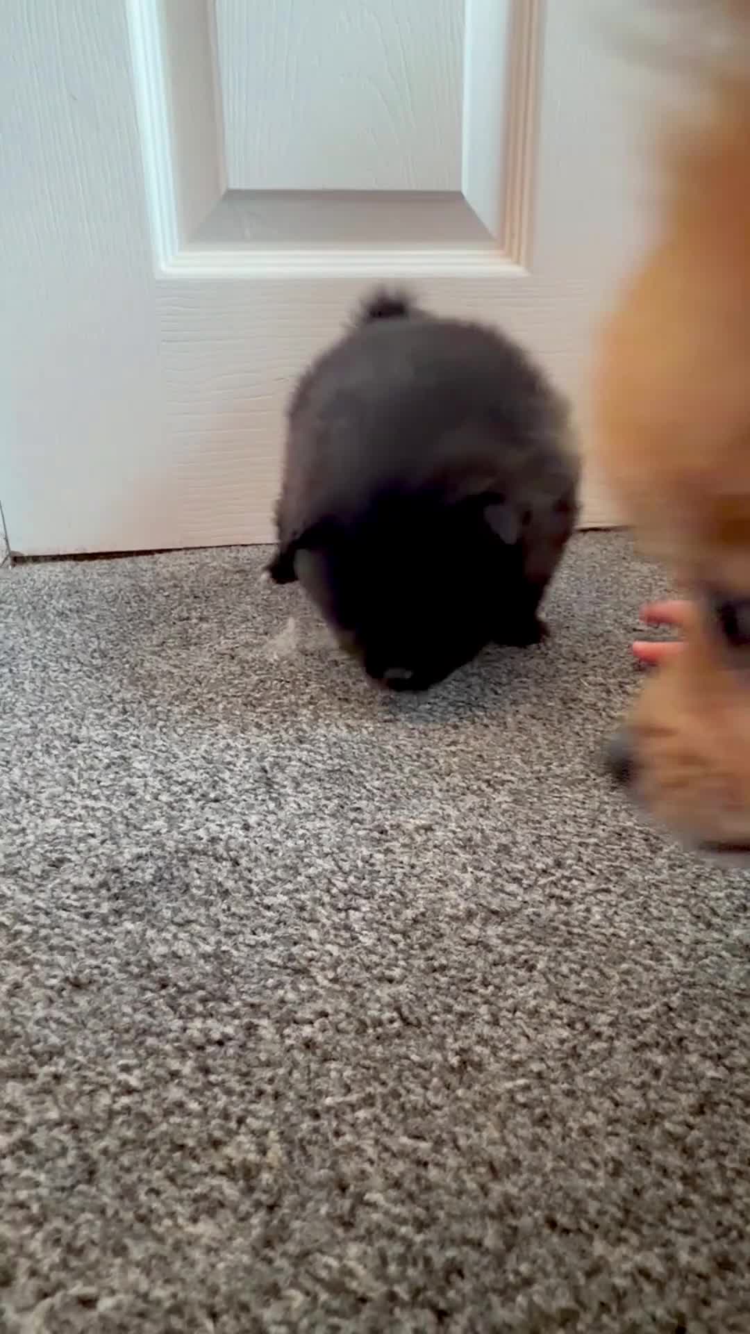 Pomeranian dogs for sale: Looking for My Forever Human 🥹🐾🤎 - Video 1