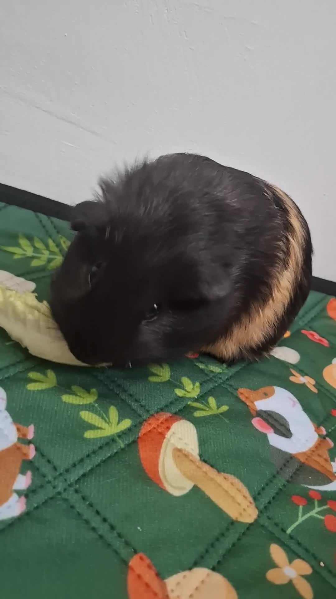 Guinea Pig rodents for sale: Precious piggies 🐷  - Video 1