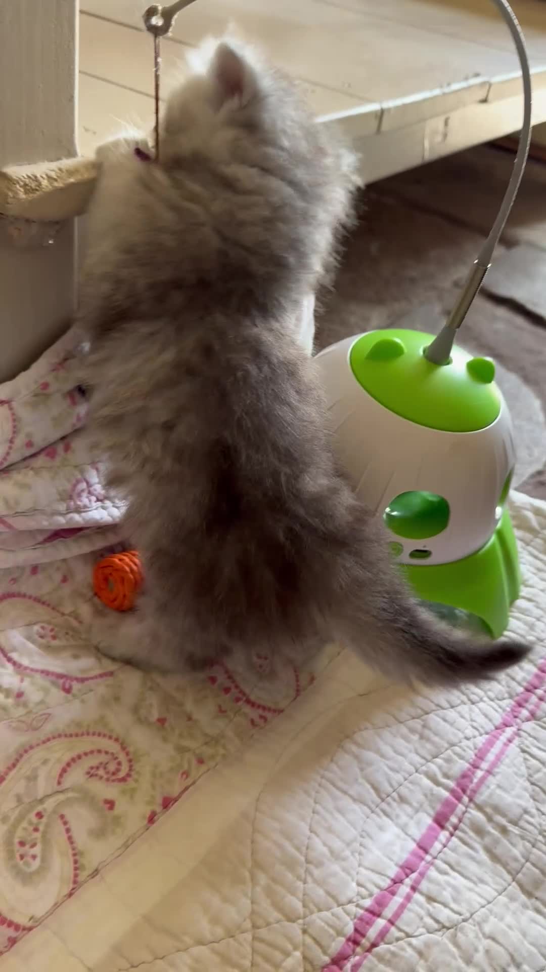 British Longhair cats for sale: Beautiful Longhaired Kittens  - Video 1