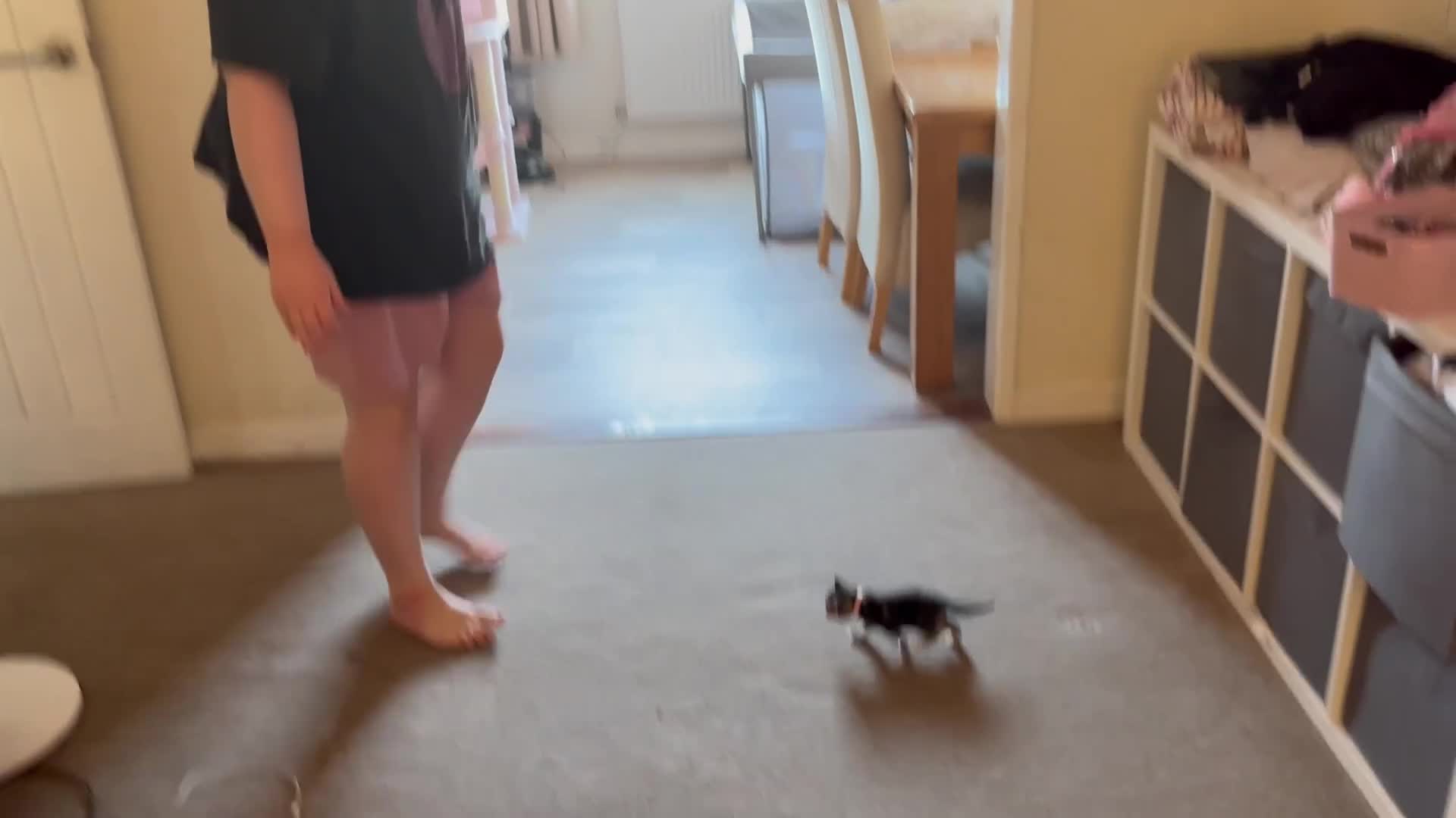 Mixed Breed cats for sale: Beautiful kittens  in Ipswich - Video 1