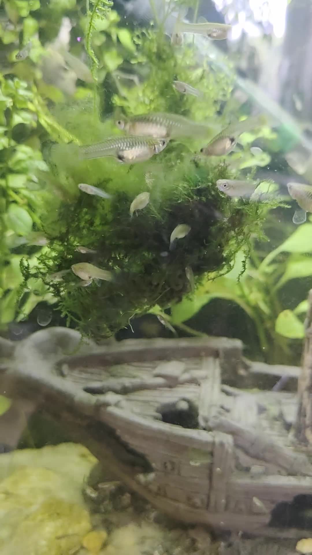 Live Bearers fish for sale: ENDLERS - Video 1
