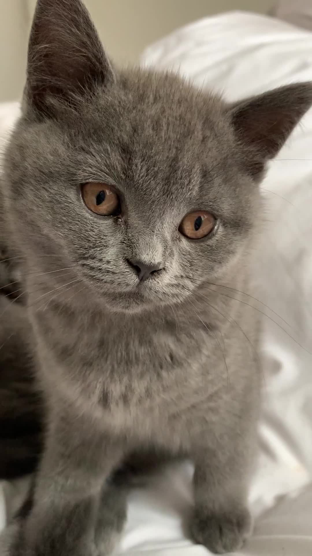 British Shorthair cats for sale: British Shorthair Blue Kittens 💛 Raised with Love - Video 1