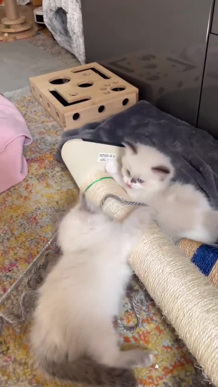 Ragdoll cats for sale: Ragdoll Kitten, Avalable Now - Male - Video 4