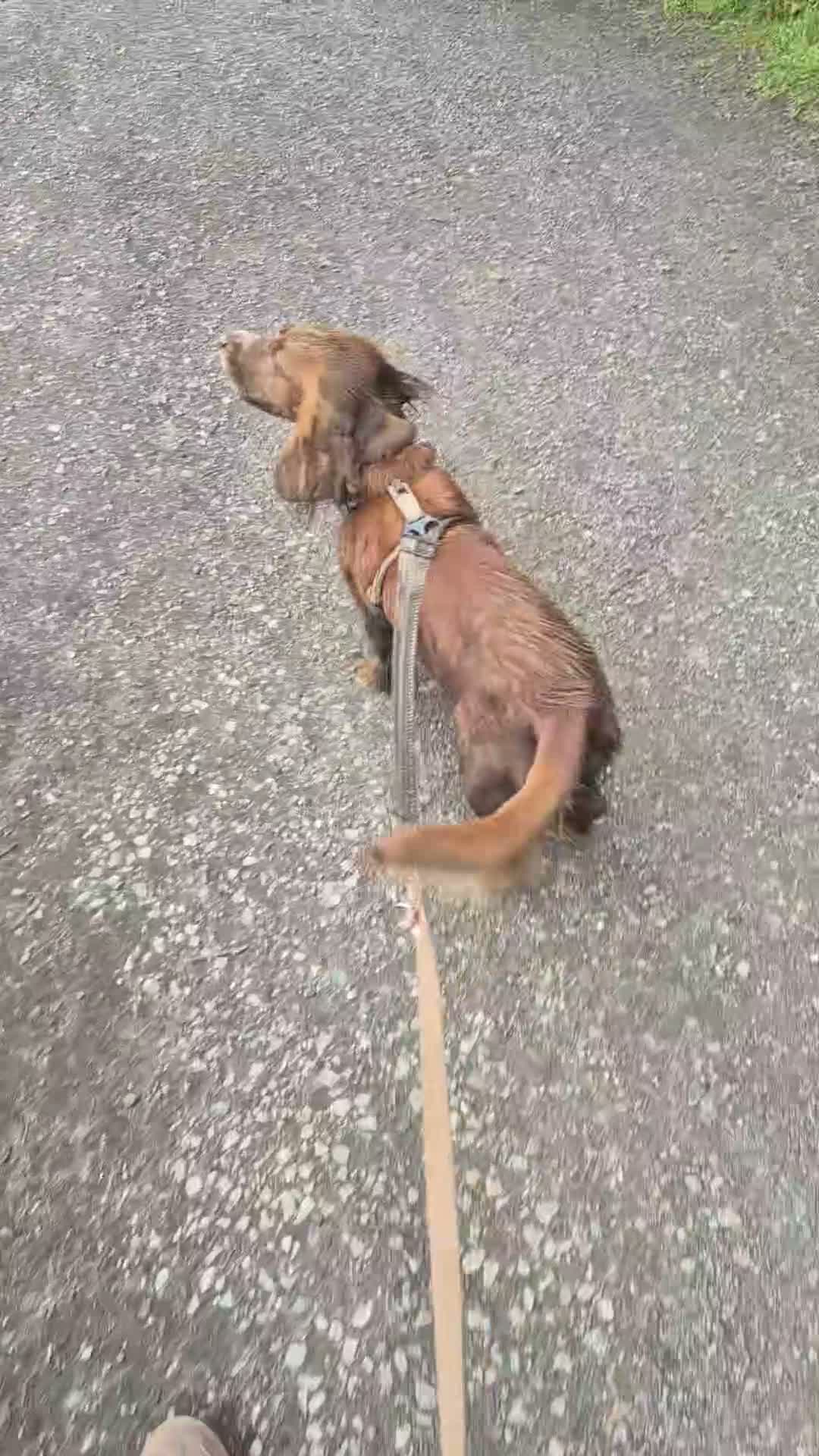 Cocker Spaniel dogs for sale: Working English cocker spainiel  in Boston - Video 1