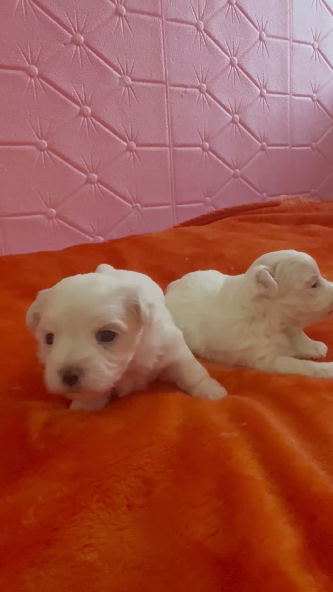 Maltese dogs for sale: 🐾💕 ADORABLE TINY PURE MALTESE - RESERVE NOW!  - Video 1