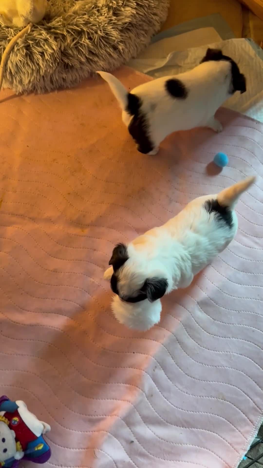 Jack Chi dogs for sale: Three beautiful boys  - Video 1