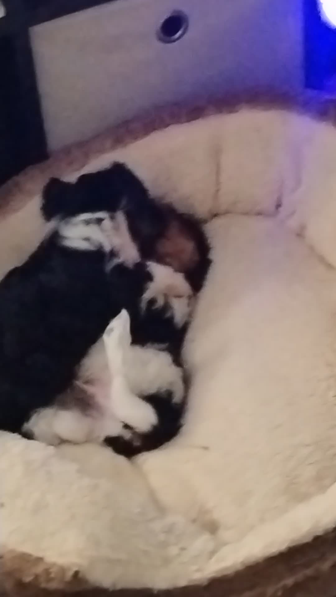 Biewer Terrier dogs for sale: 4 biewer Yorkshire terrier puppies for sale  - Video 1