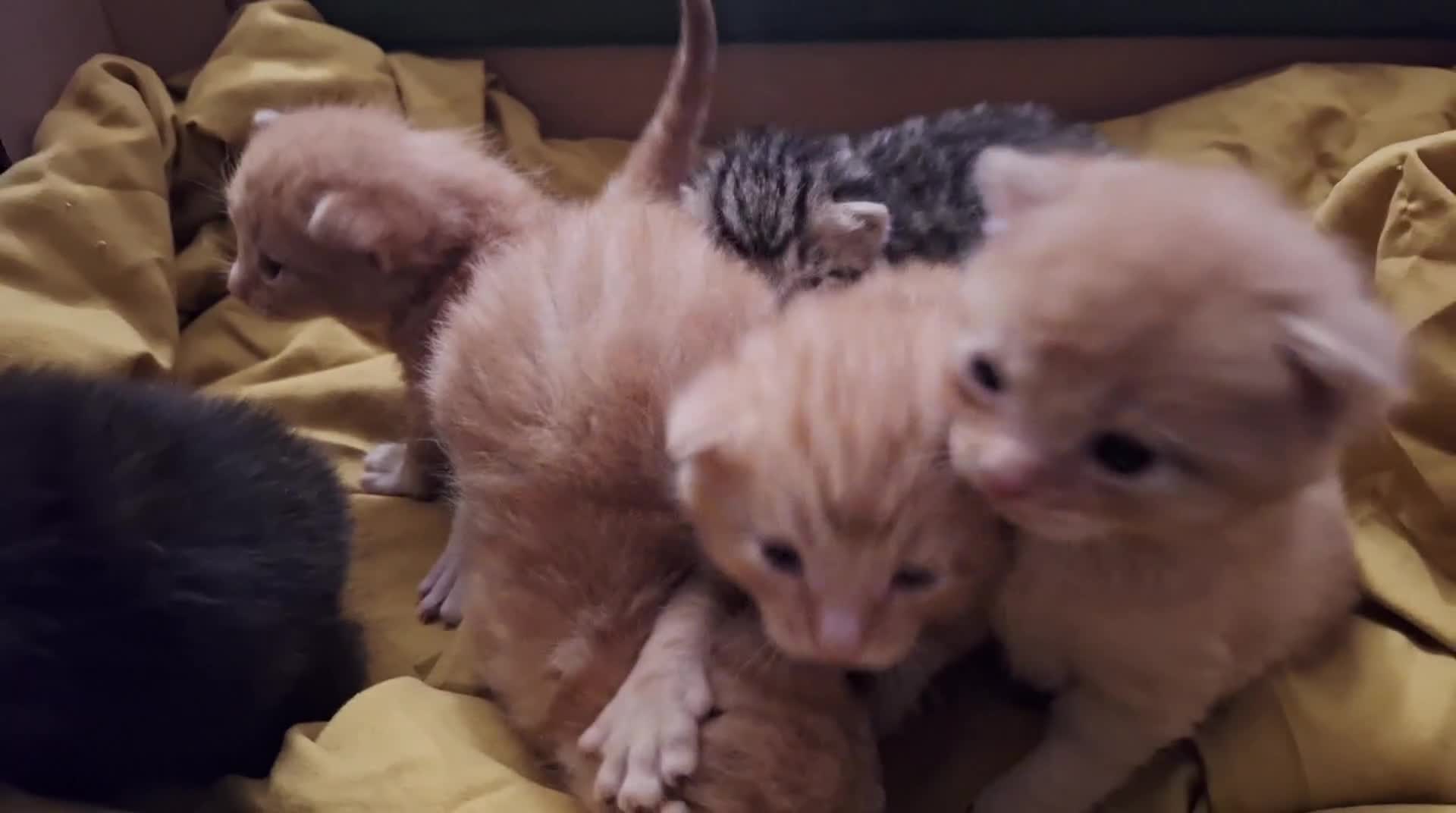 Mixed Breed cats for sale: 6 beautiful kittens  - Video 1