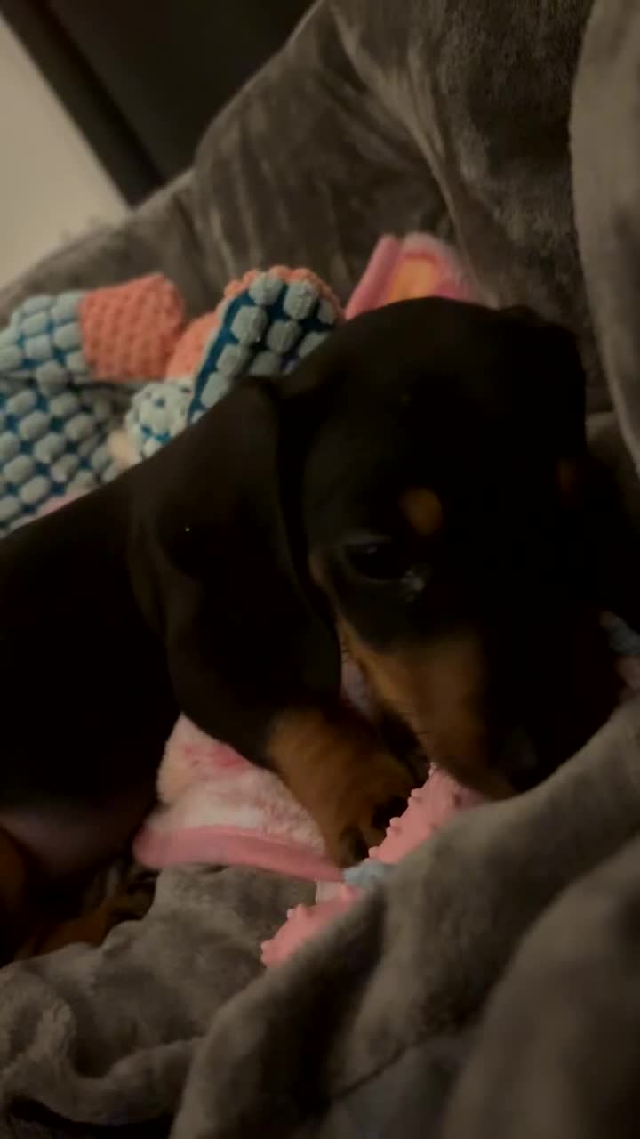Dachshund dogs for sale: Mini dachshund puppy  - Video 1
