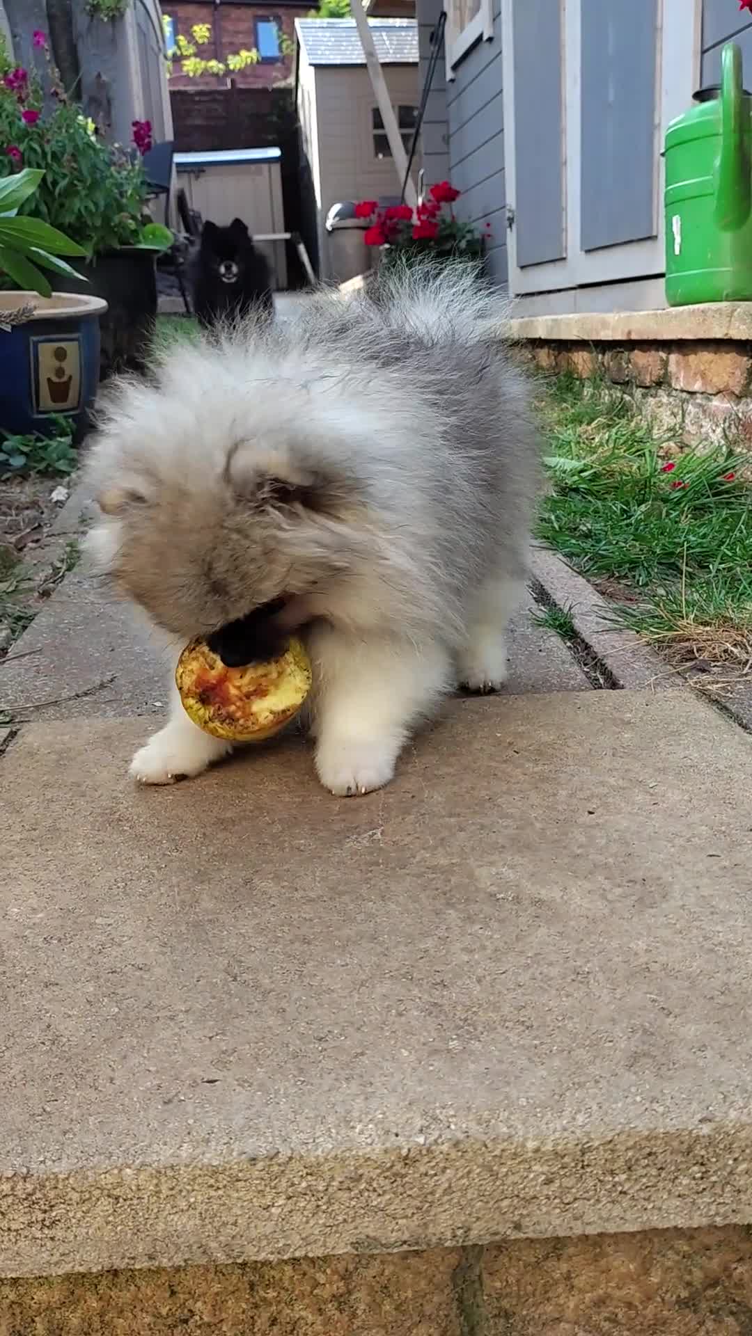 Pomeranian dogs for sale: Pom puppys with Kc reg , pedigree for sale in Taunton - Video 2