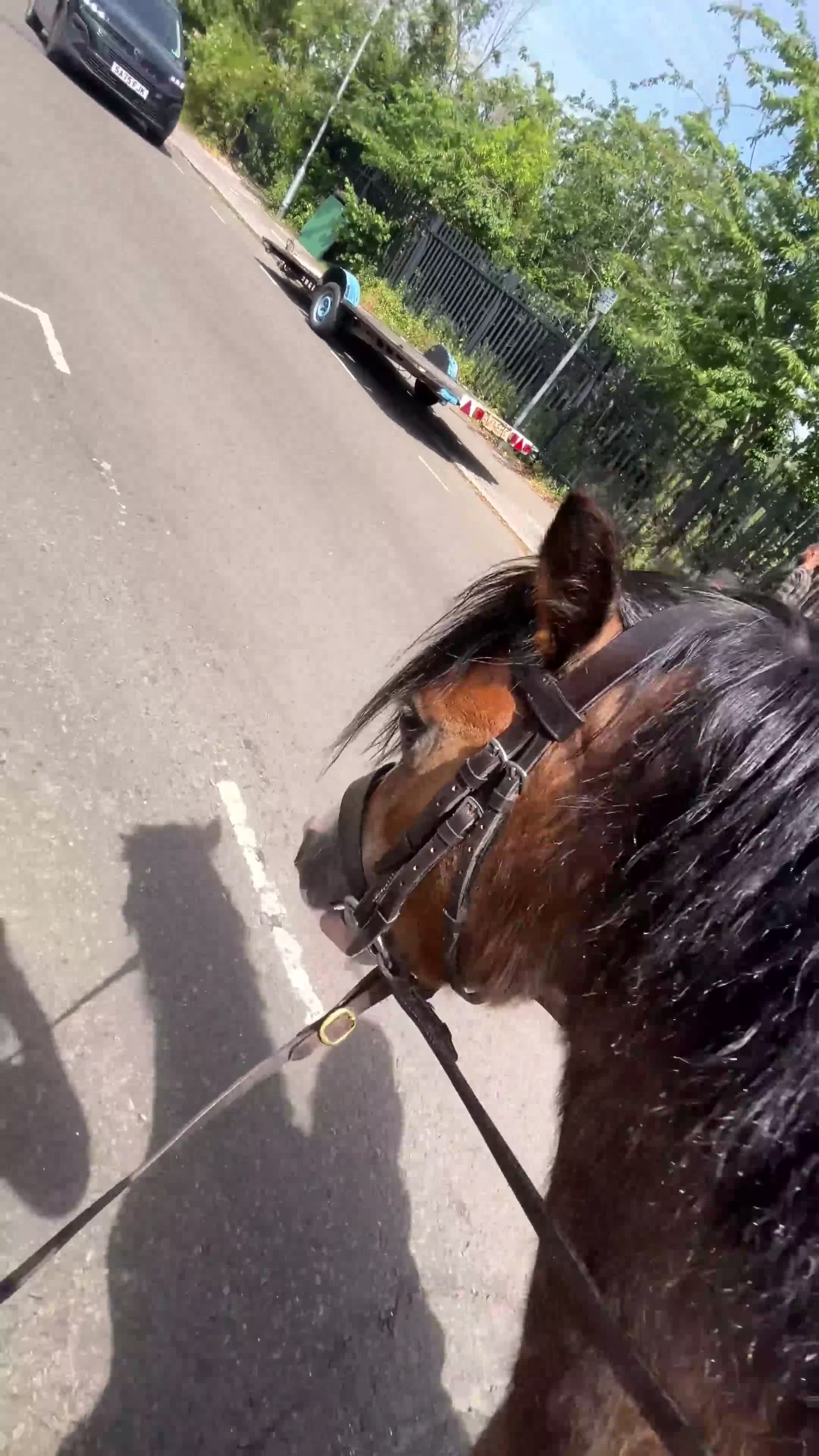 Welsh Section A horses for sale: Stunning registered Welsh section a gelding - Video 1