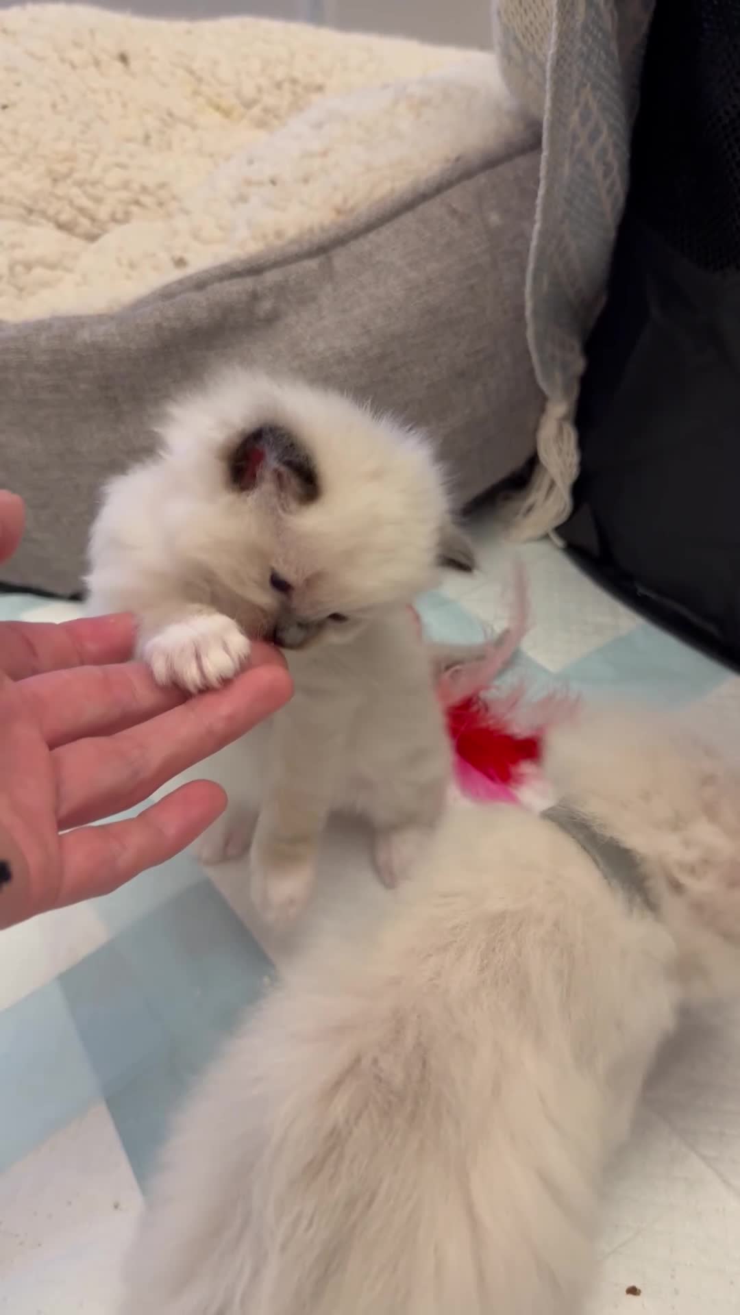 Ragdoll cats for sale: 5 ragdoll kittens  - Video 2