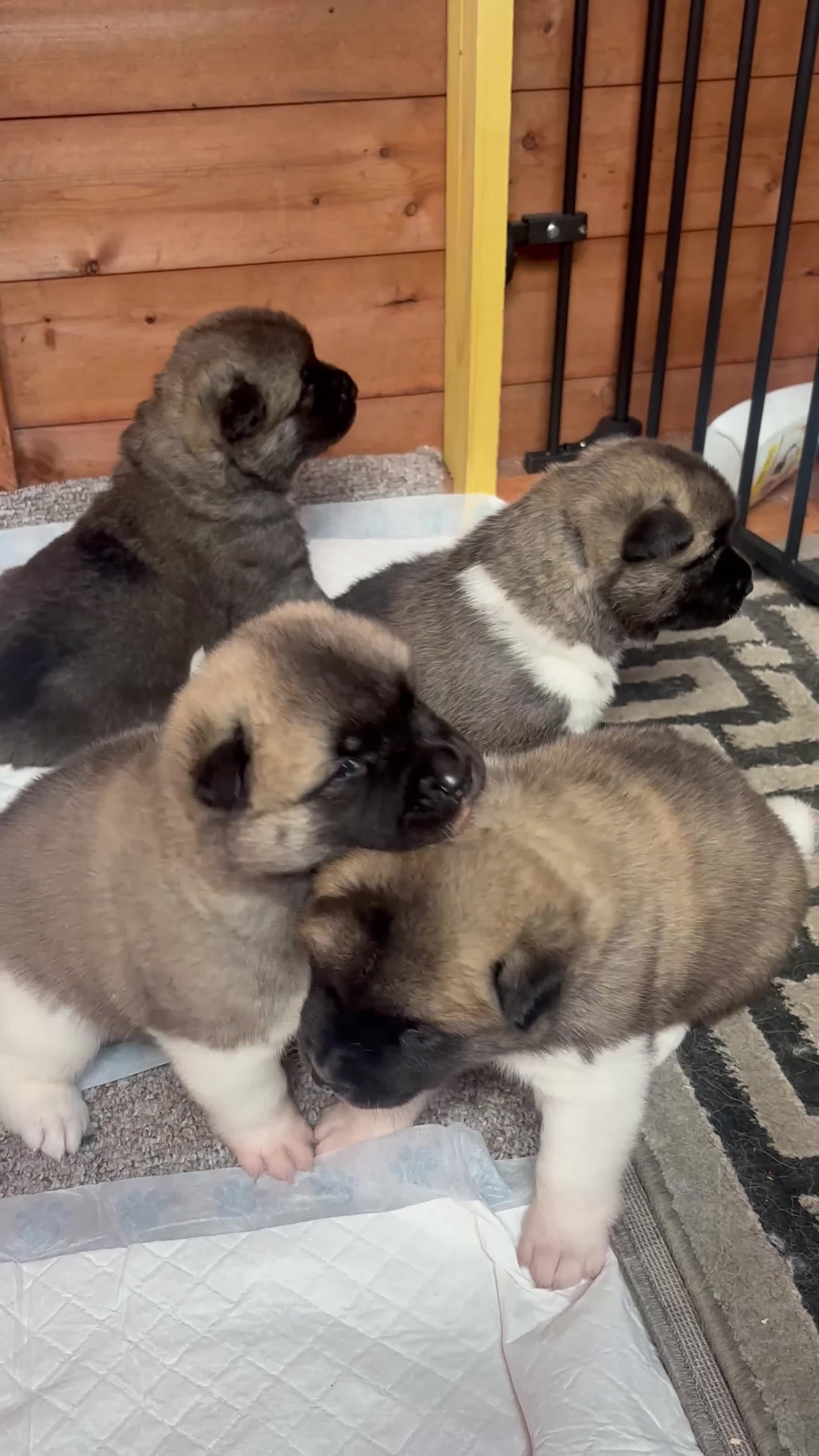 Akita dogs for sale: Chunky akita puppies for sale. - Video 1