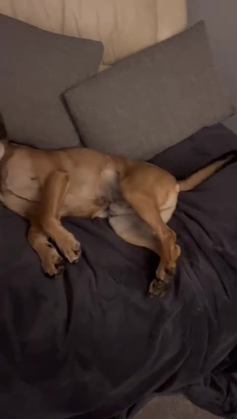 Mixed Breed dogs for adoption: Cute Dingo looking for LOVE - Video 1