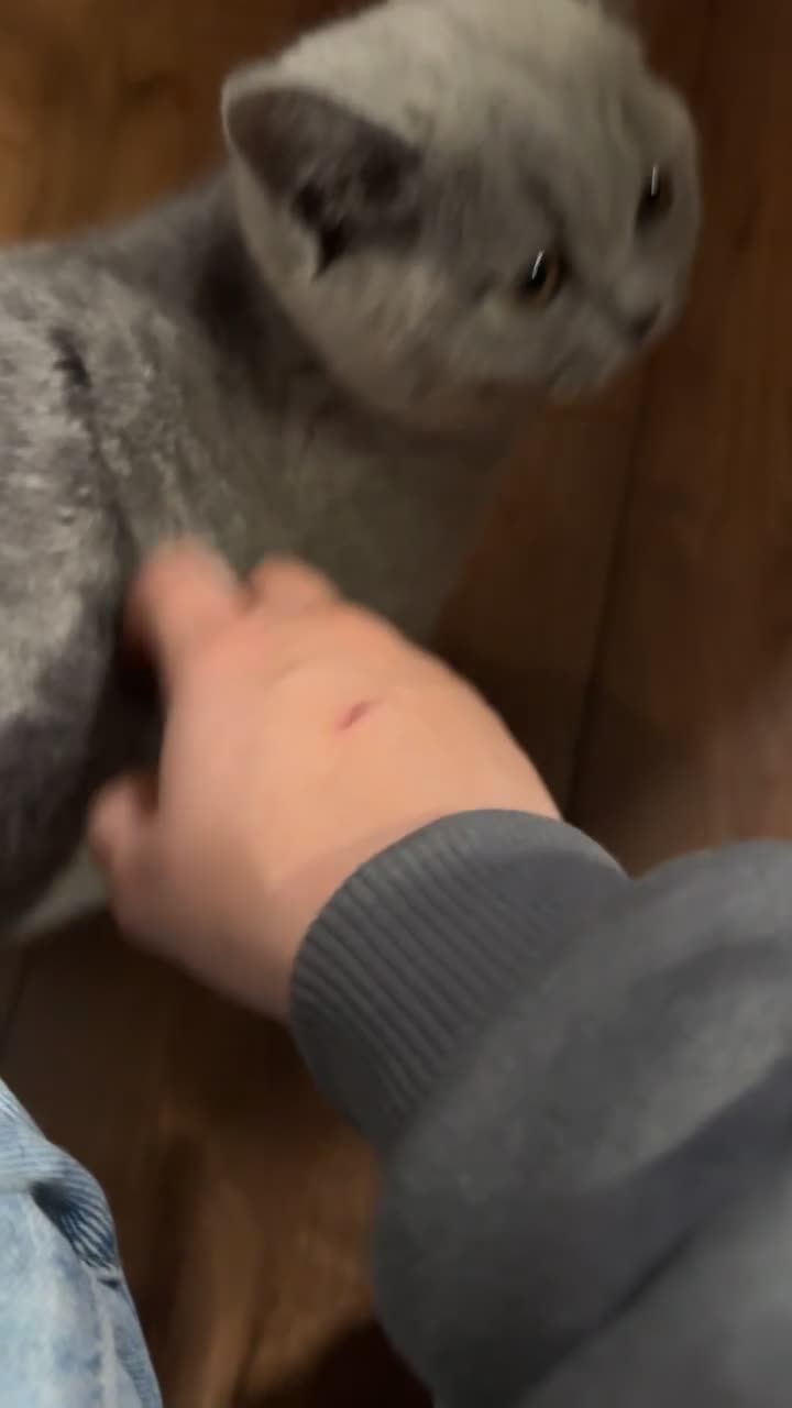 British Shorthair cats for sale: GCCF British Shorthair - Blue 1 LEFT - Video 2