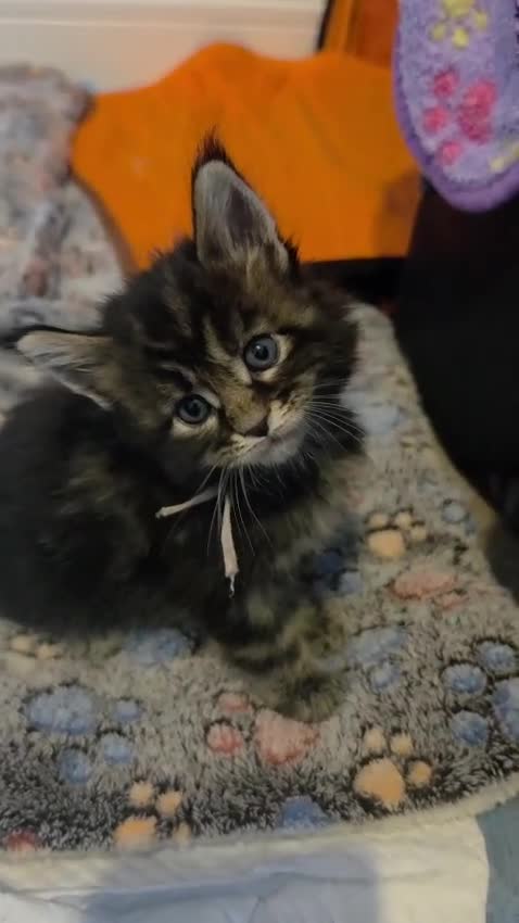 Maine Coon cats for sale: Beautiful purebred Main Coons kittens for sale  - Video 1