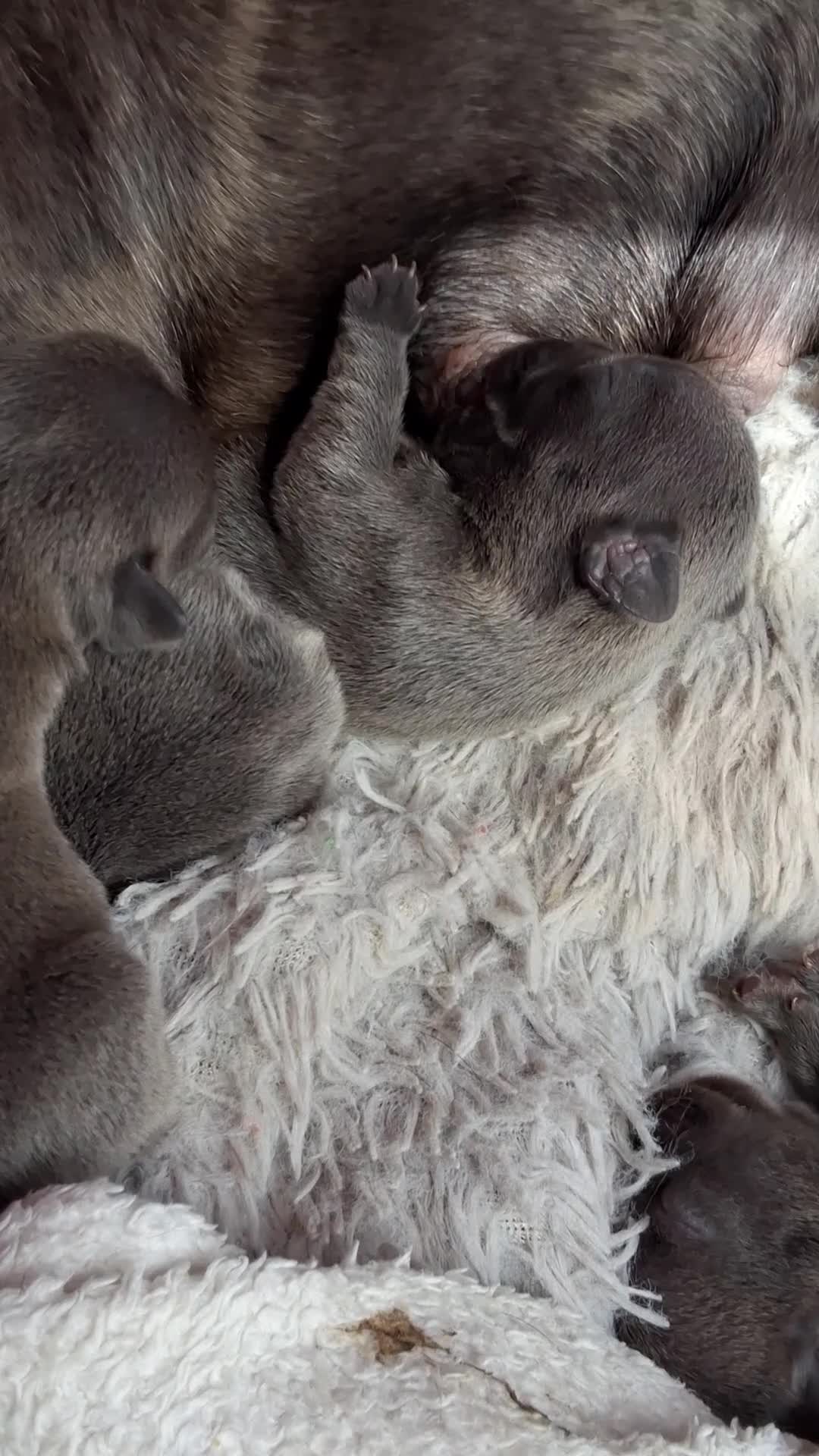 French Bulldog dogs for sale: Blue FrenchBulldog Puppies 3 Generations of Health - Video 4
