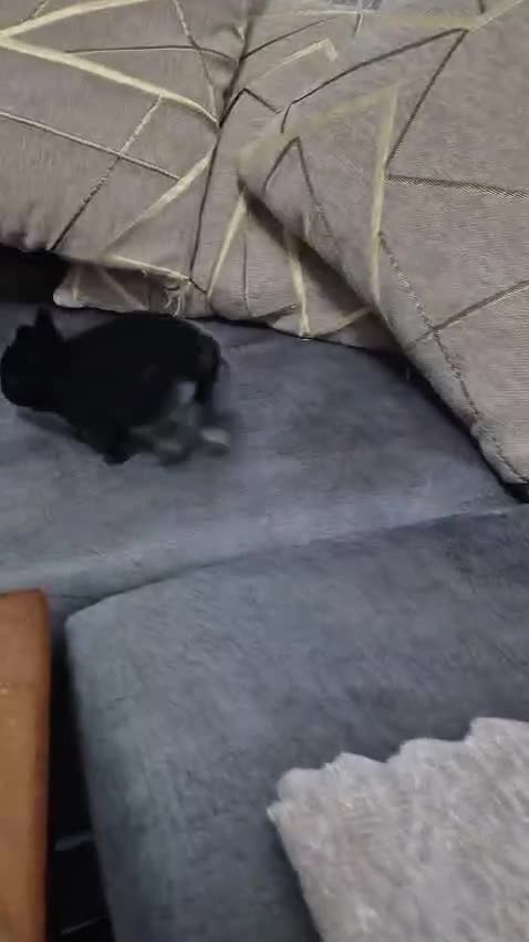 Tri Coloured Dutch rabbits for sale: They are 22 days old and mix Dutch and Rex  - Video 2