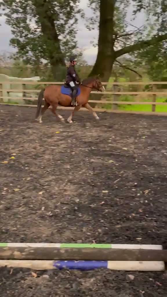 New Forest horses for sale: 13.1 new forest gelding  - Video 4