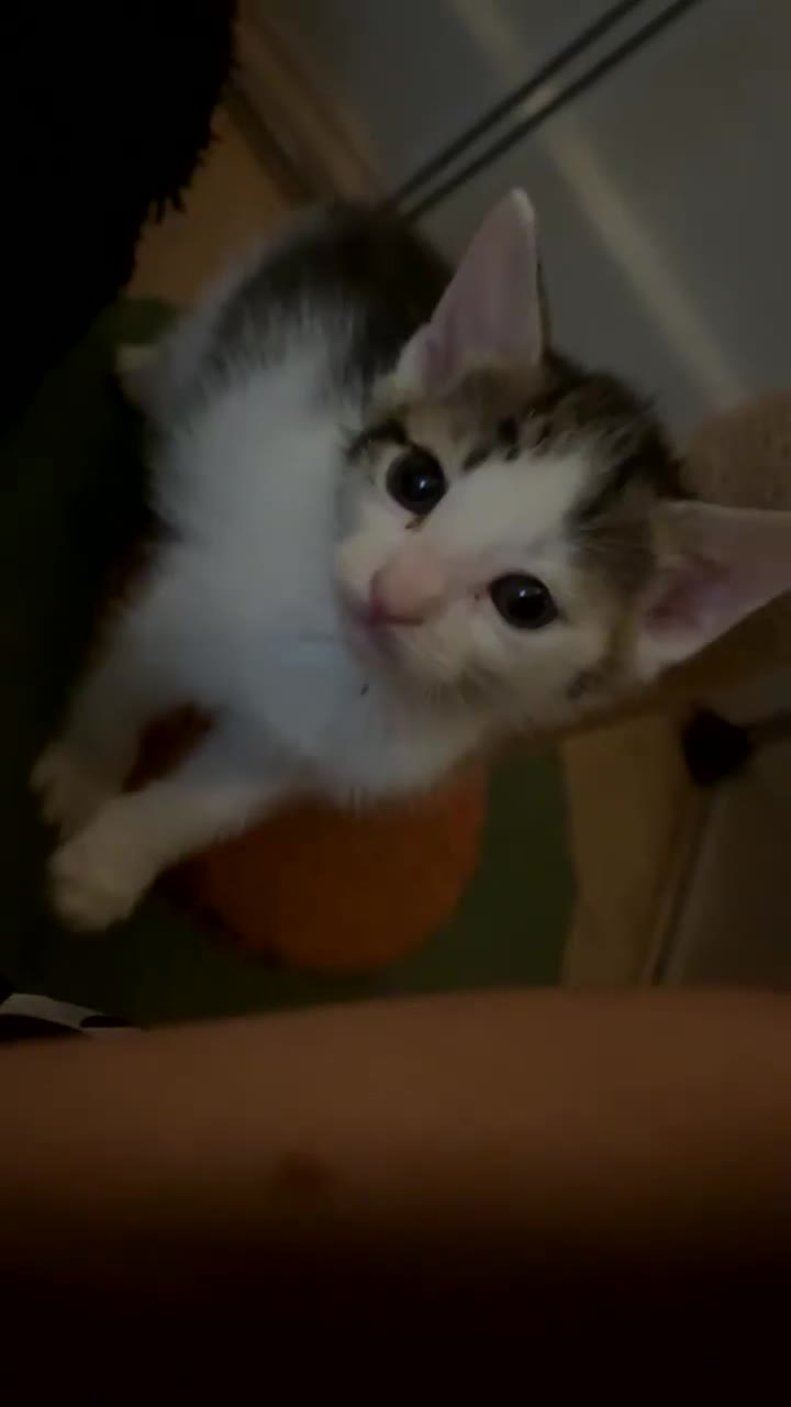 Mixed Breed cats for sale: 5 beautiful kittens  - Video 1