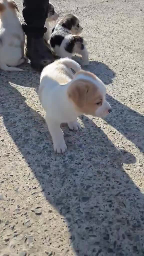 Mixed Breed dogs for sale: Adorable pups waiting for you  in Llanon - Video 2