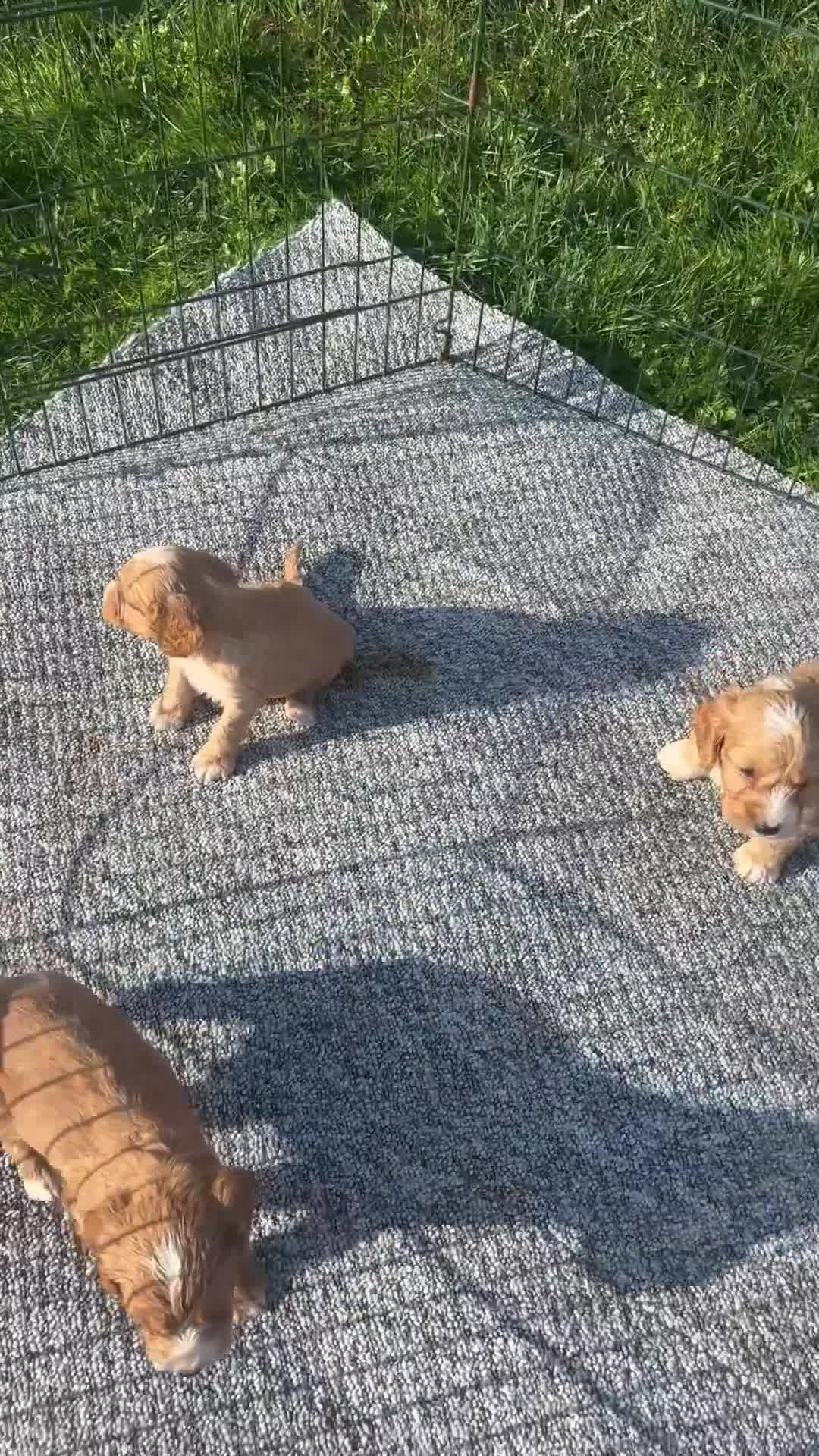 Cockapoo dogs for sale: 1 Beautiful F1 cockapoo boy for sale - Video 1