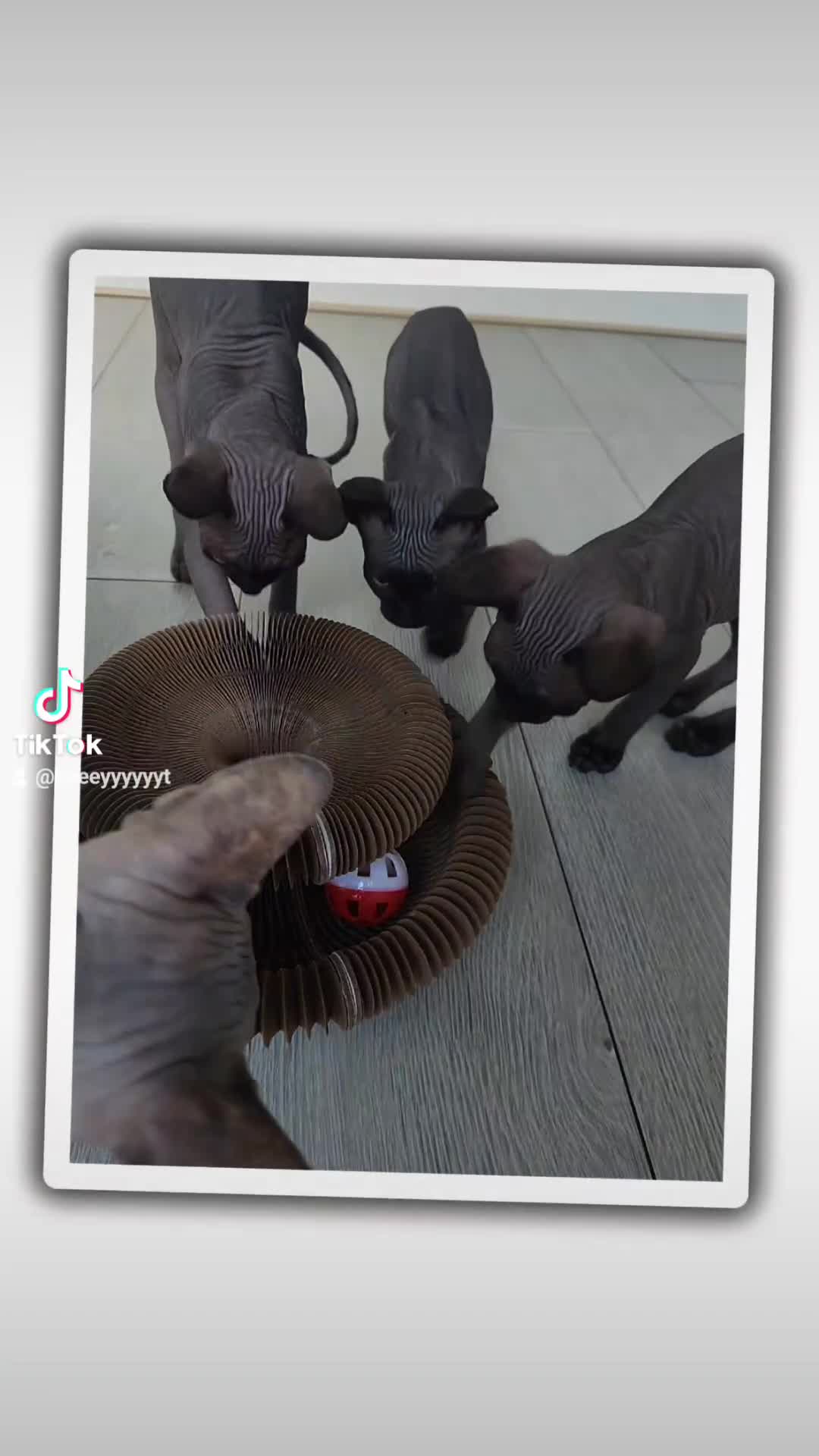 Sphynx cats for sale: 6 Lovely Canadian Sphynx kittens - Video 3