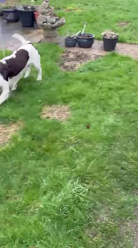 Mixed Breed dogs for adoption: 💙TOMMY💙ALL HEART, ALL ENERGY, NEEDS GUIDANCE in High Peak - Video 4