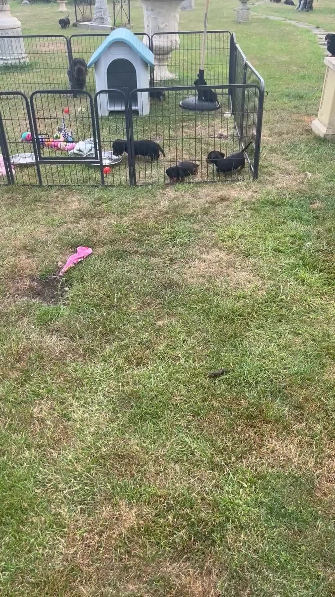 Miniature Dachshund dogs for sale: Ready now KC registered Dachshunds  - Video 1