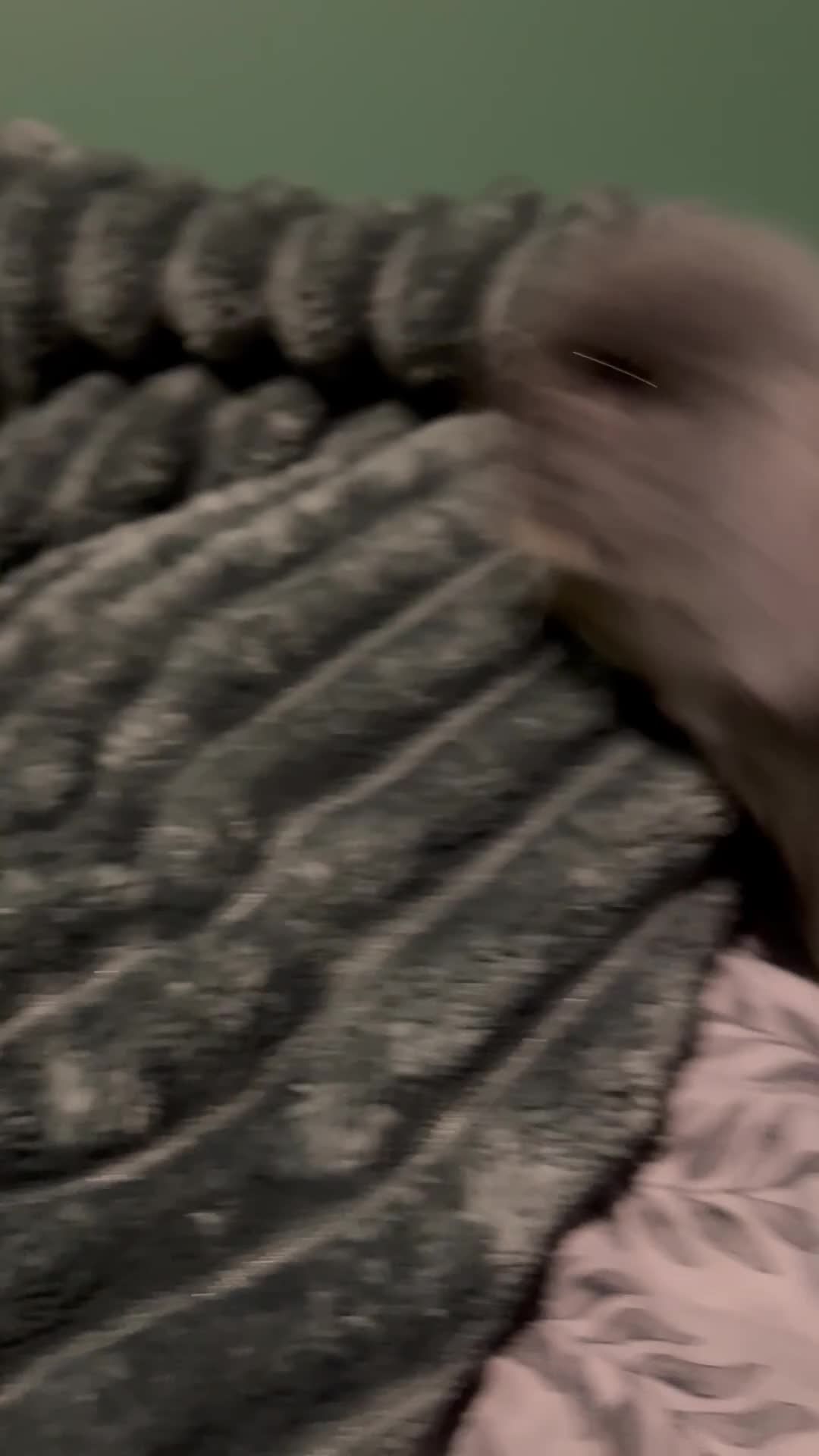 Mini Lop rabbits for sale: Mini lop boys  - Video 1