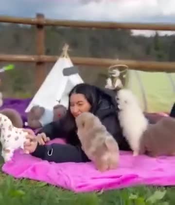 Pomeranian dogs for sale: Adorable Pomeranian Puppies Ready - Video 1