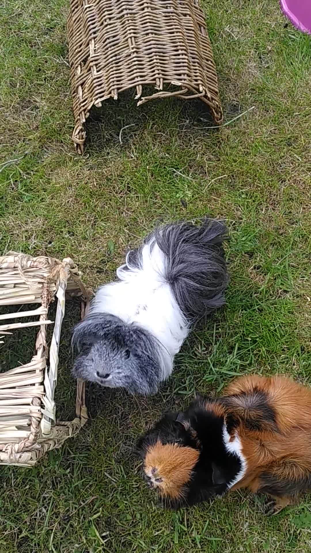 Guinea Pig rodents for sale: Two female guinea pigs - Video 1