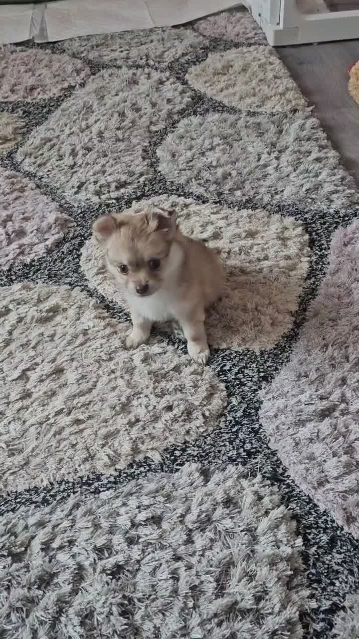 Pomchi dogs for sale: 3 beautiful long-haired Chihuahua x Pomchi pups - Video 1