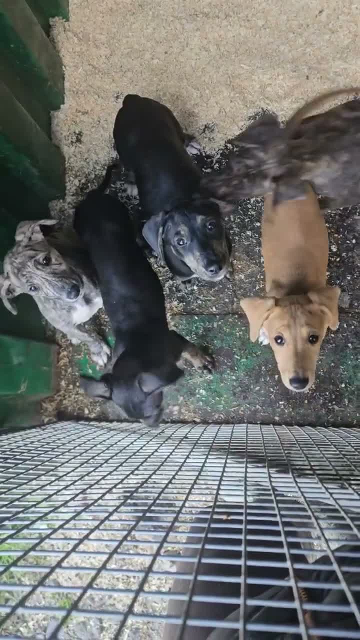Lurcher dogs for sale: Lurcher Pups Ready To Leave Now - Video 1