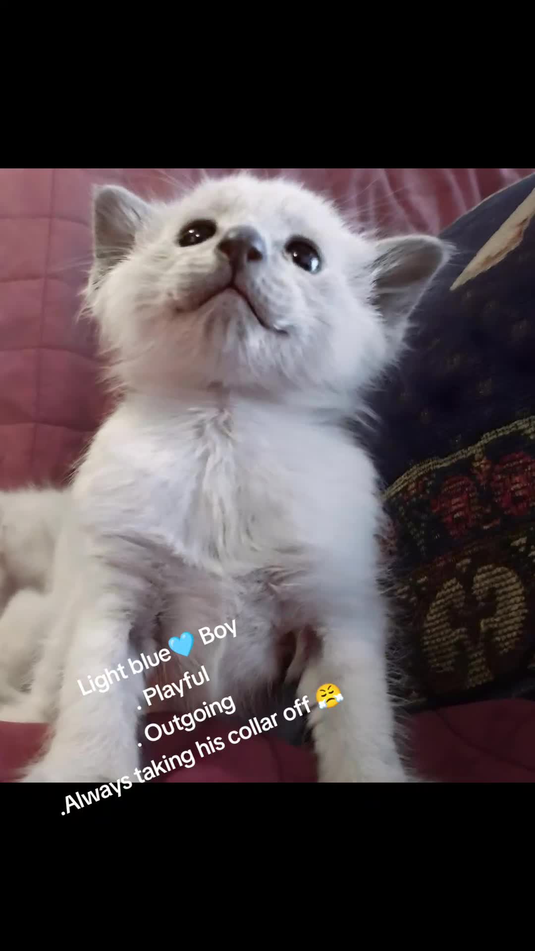 Siamese cats for sale: Absolutely Exceptional  - Video 2