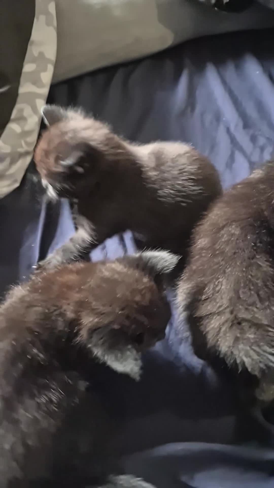 Mixed Breed cats for sale: Selling 3 tortoiseshell mixed kittens for 50 each - Video 4