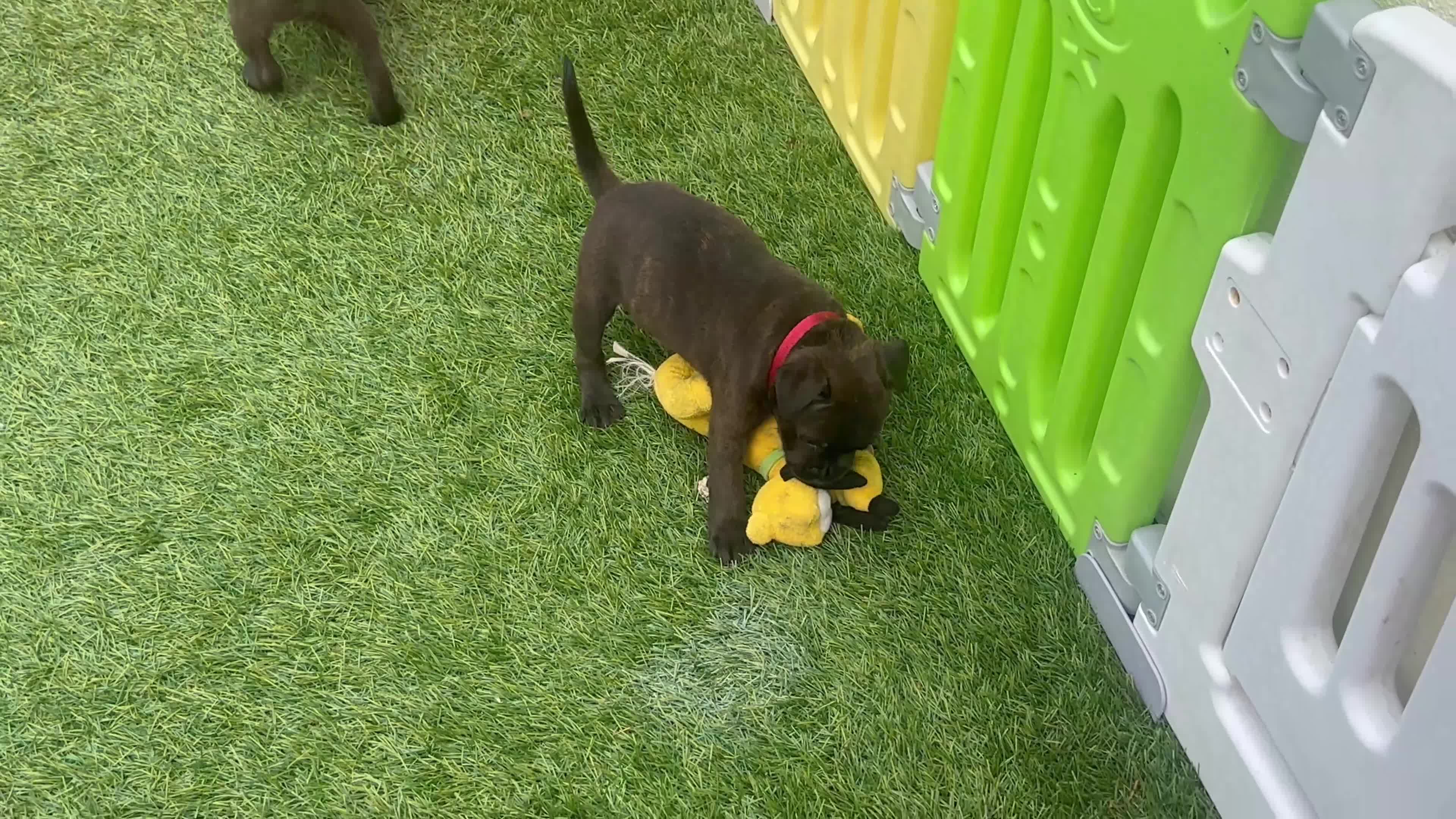 Staffordshire Bull Terrier dogs for sale: **KC reg*22 Champions* staffy pups - Video 3