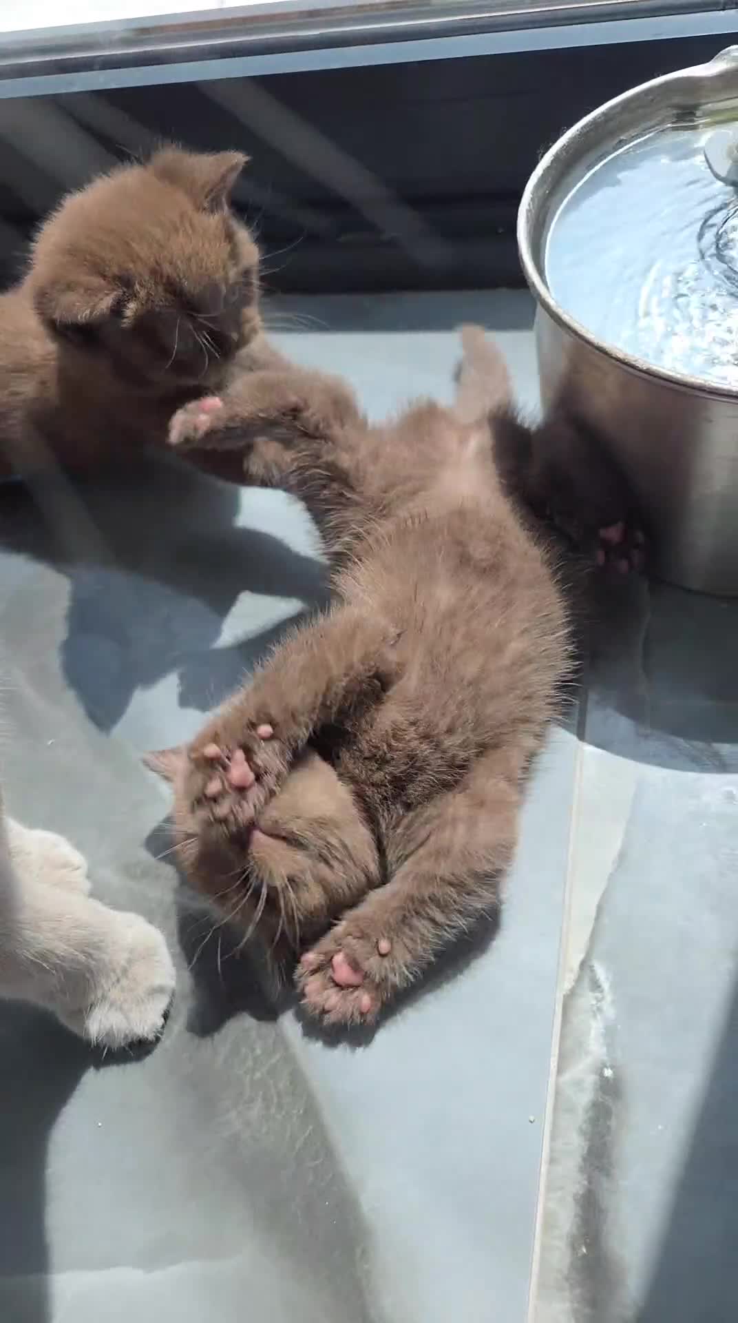 British Shorthair cats for sale: 1 left-female-Chocolate BSH kitten - Video 2