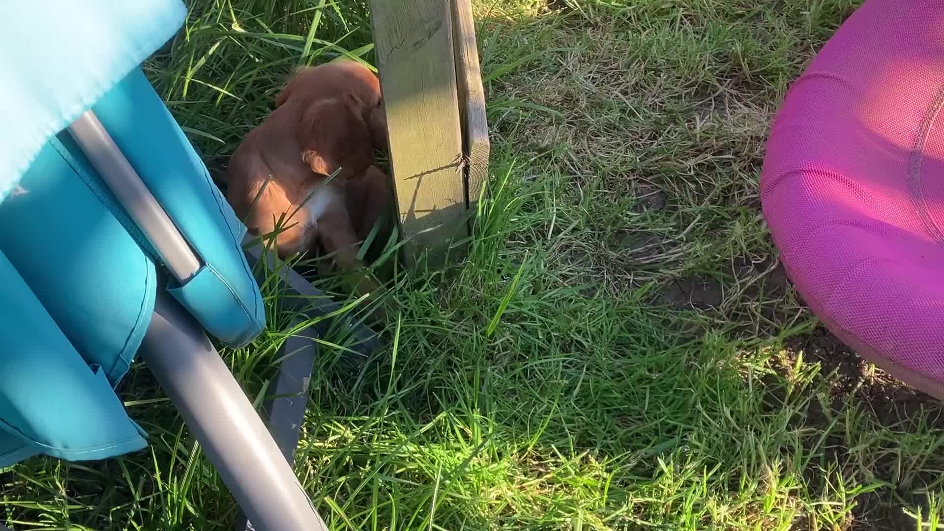 Cocker Spaniel dogs for sale: Legally docked cockers  - Video 1
