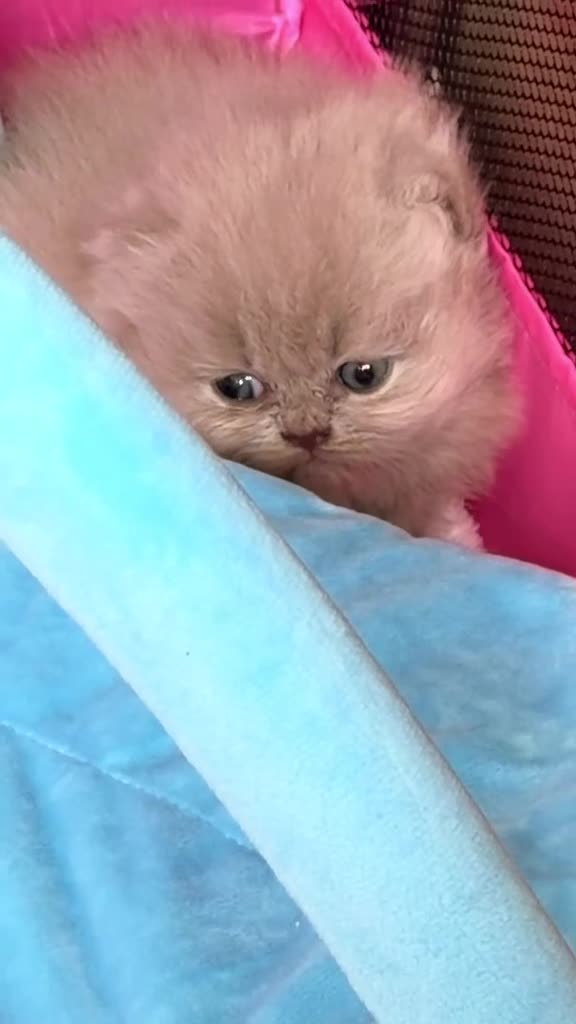 British Longhair cats for sale: 🎀BRITISH LONGHAIR GIRLS🎀 - Video 2