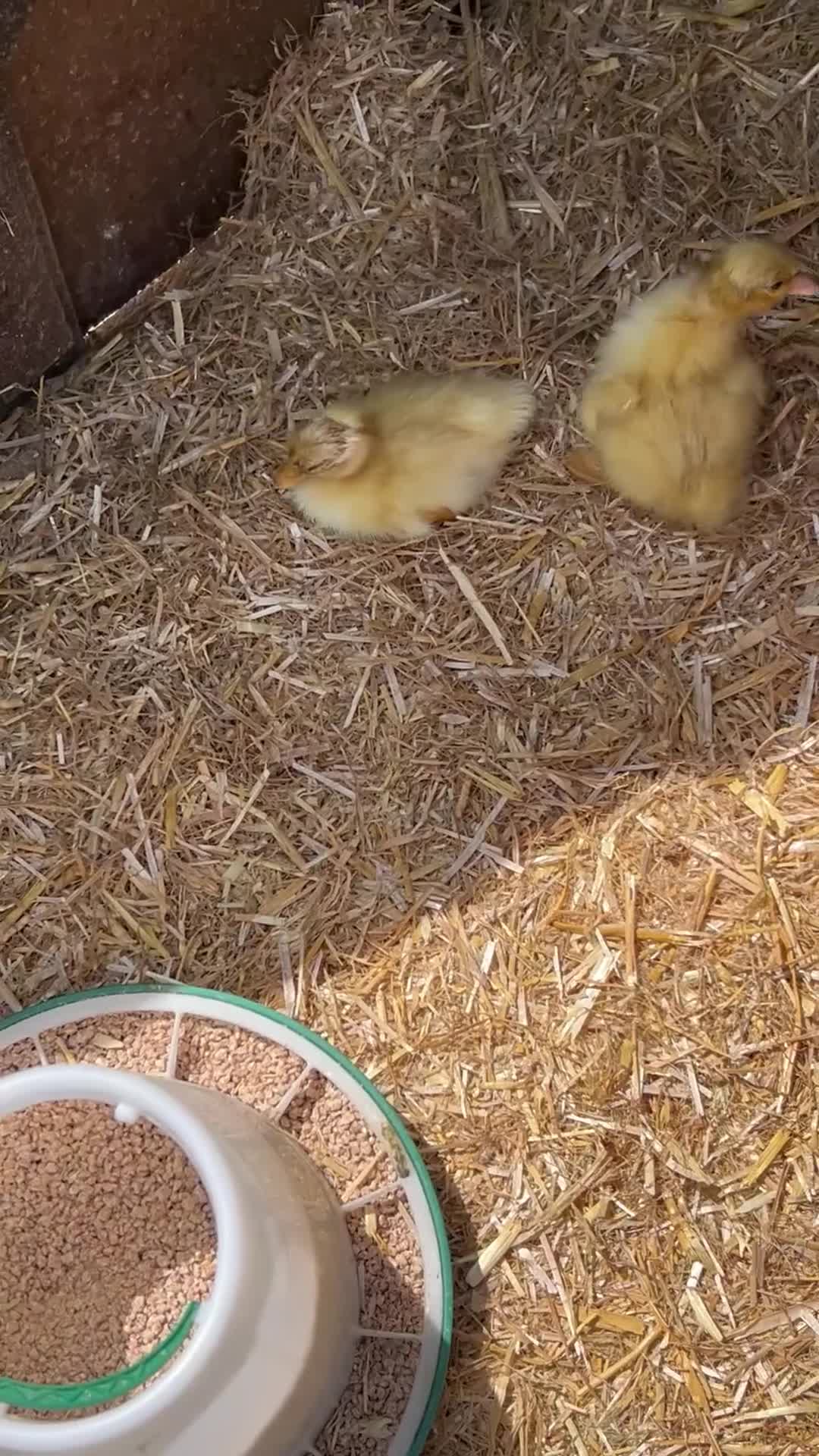 Ducks poultry for sale: CALL DUCKLINGS  - Video 1