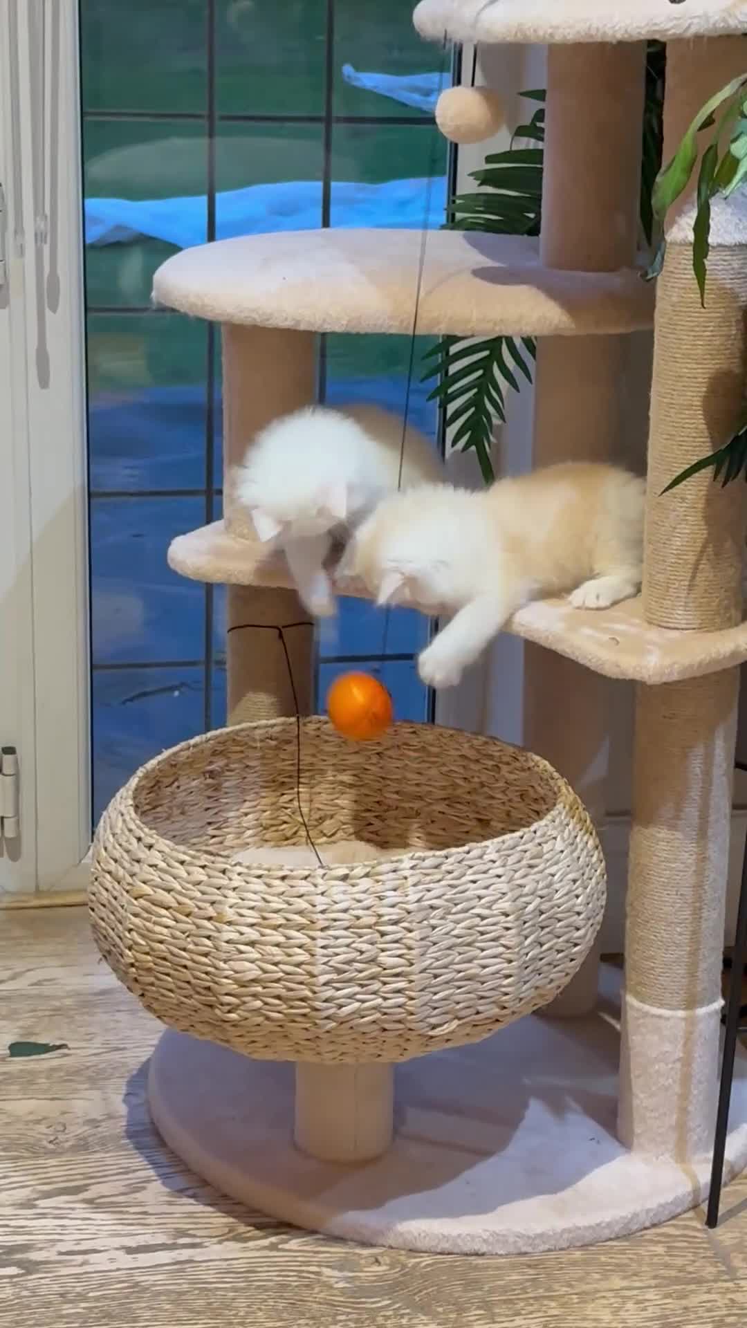 Mixed Breed cats for sale: Persian/ragdoll  - Video 1