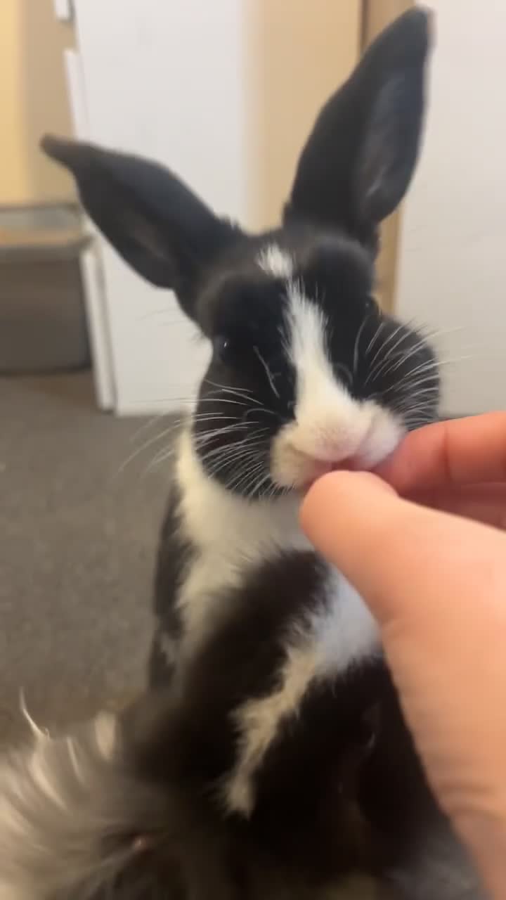 Mixed Breed rabbits for sale: Two lovely Free roam Girl rabbits very friendly  - Video 3