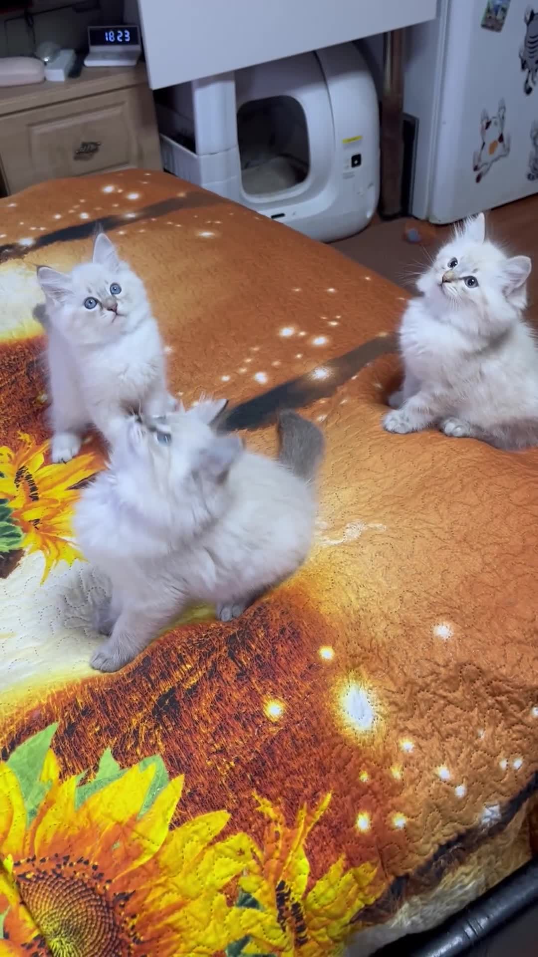 Ragdoll cats for sale: ❗️❤️5 Incredibly Beautiful Ragdoll Kittens❤️🐈  - Video 3