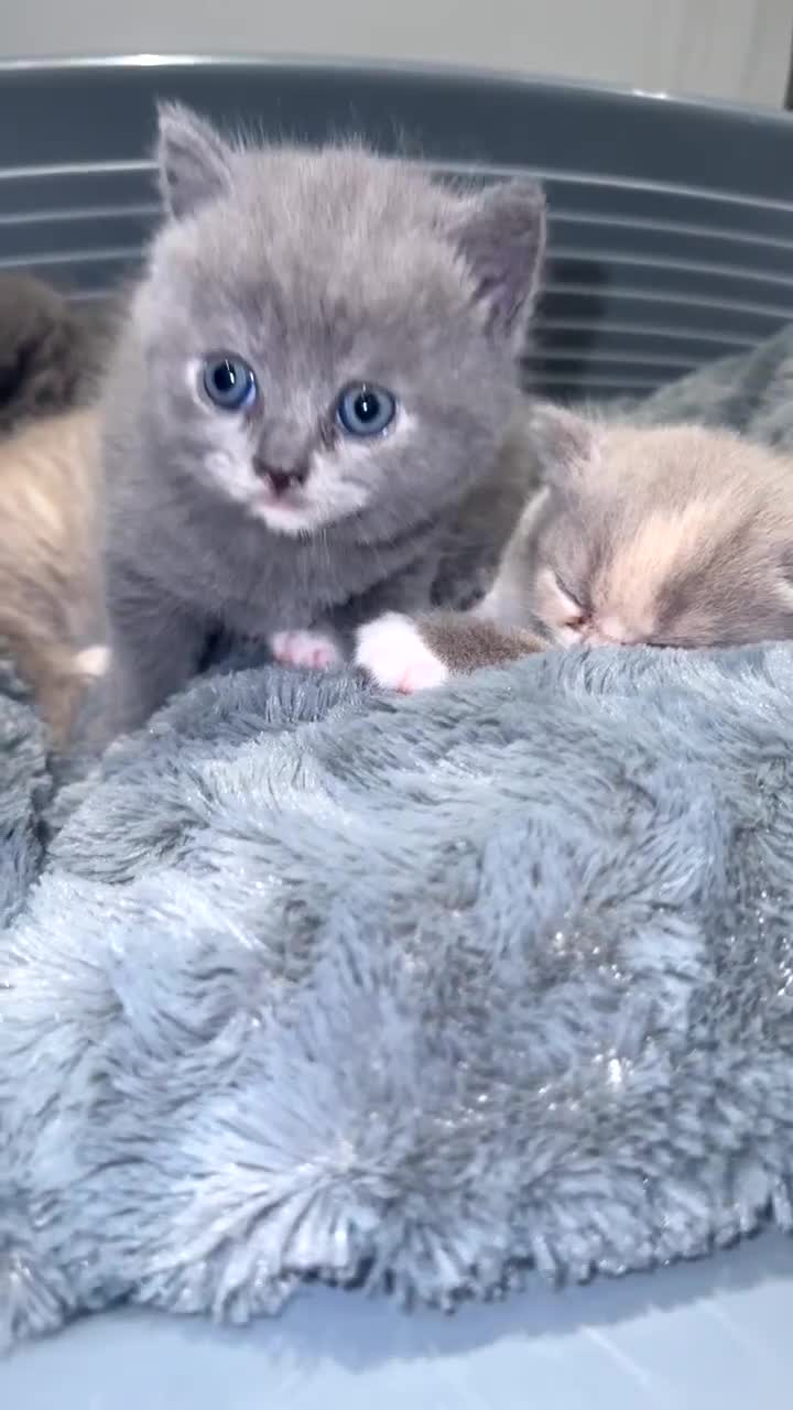 British Shorthair cats for sale: FULL BREED BSH KITTENS  - Video 4