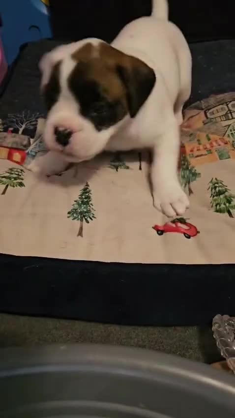 Boxer dogs for sale: Stunning White boy. - Video 2